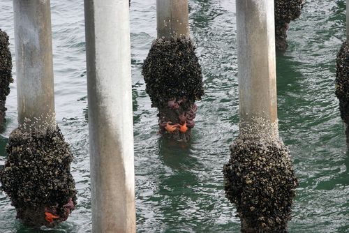 Mussels at Huntington Beach