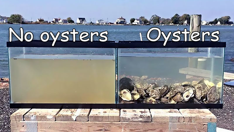 oysters cleaning water