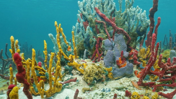 Sea Sponge May Provide Alternative to Antibiotics
