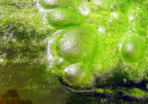 Algae:  A Clean Tech Asset or a Health Liability?