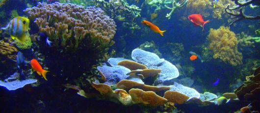 Ocean Acidification Puts Corals in Jeopardy