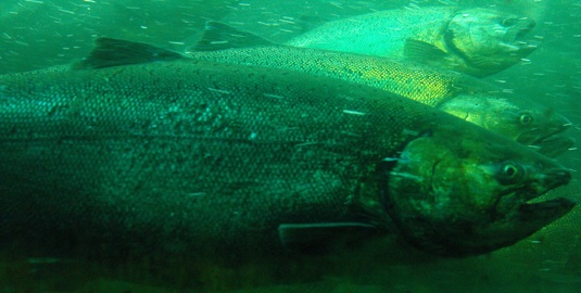 Federal Government Mandates Protection of Chinook Salmon, California Calls Foul