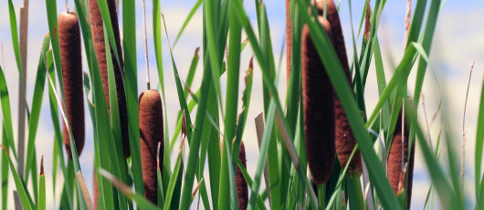 Inexpensive Arsenic Filtration System Uses Cattails, Aquatic Weeds