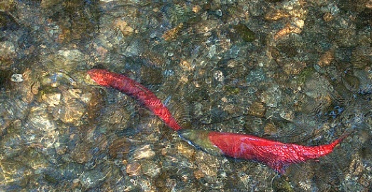 Sockeye Salmon Return to the Snake River