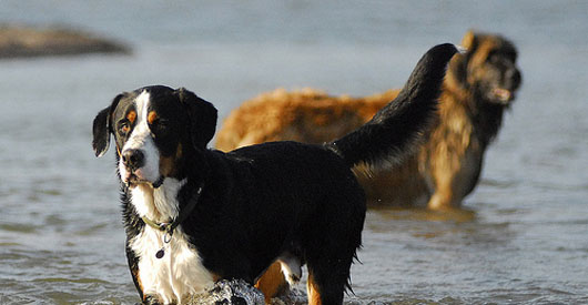 Tests Confirm Oregon Dogs Died from Toxic Algae