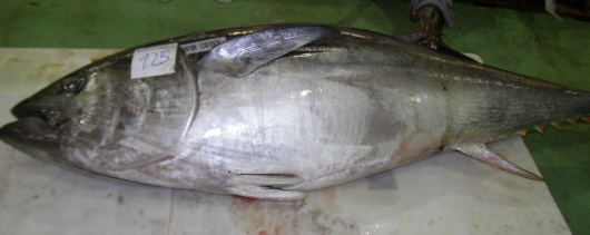 Scientists Support Atlantic Bluefin Tuna Trade Ban