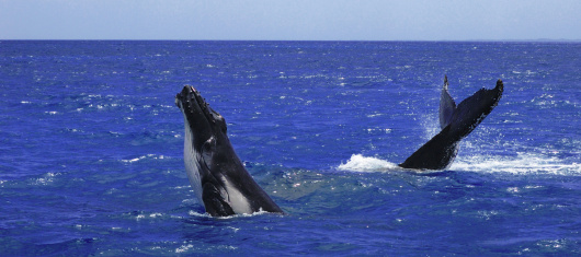Rocket Science Investigates Sonar's Effect on Whales