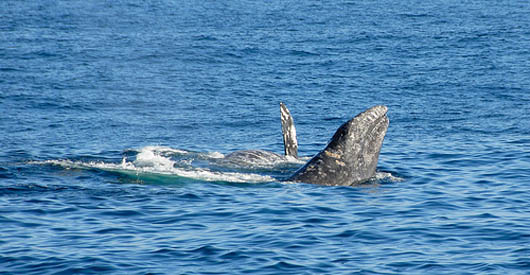 Climate Change Alters Gray Whale Migration
