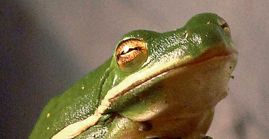 Atrazine in Tap Water Chemically Castrates Frogs