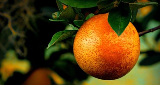 EPA Vs. Citrus Farmers: Cleaning up Florida's Water