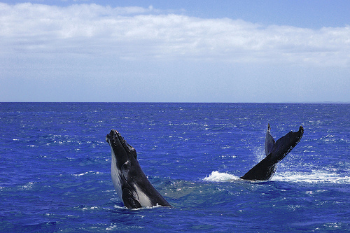 Endangered Whale Massacre on the Horizon?
