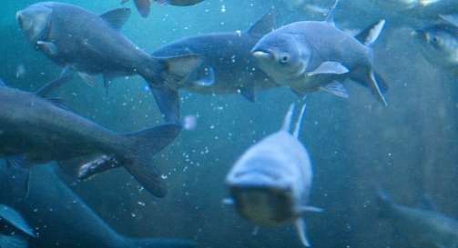 Once Again, the Supreme Court Supports Asian Carp