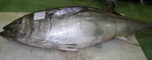 Petition Seeks Endangered Species Status for Bluefin Tuna