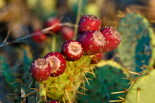 Common Cactus Could Help Solve Clean Water Crisis