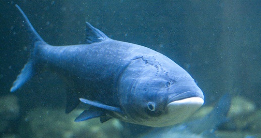 20 Pound Asian Carp Found Past Great Lakes Defenses