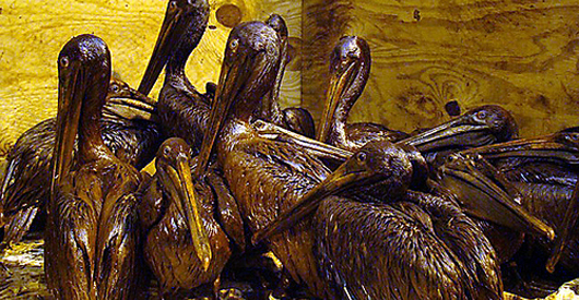 BP's Oil Spill Response Plan:  Toxic Chemical Dispersant, Dead Experts, Extinct Walrus Protection