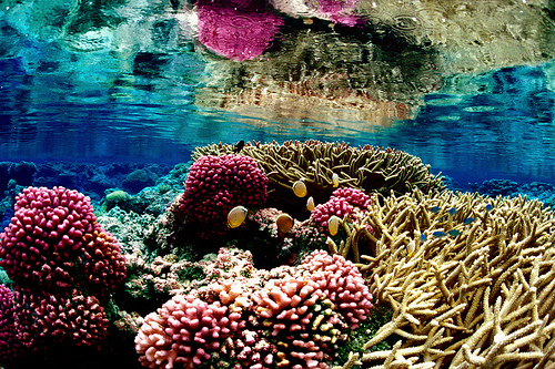 Saving Coral Reefs – Live Chat with Science