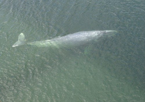 Klamath River Grey Whale Beaches Itself and Dies:  Is Navy Sonar to Blame?