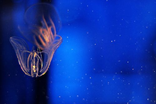 Bioluminescence: Nature's Tool in a Pollution Solution