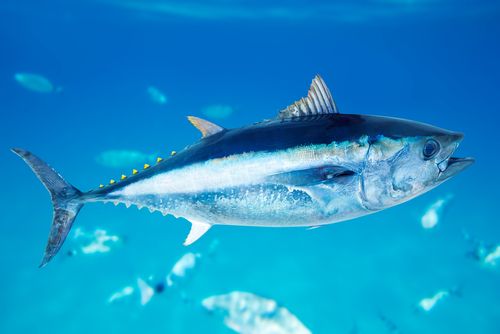 Tuna Stocks and Overfishing: Is It Too Late?