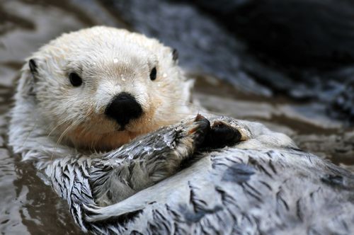 Sea Otter vs. Ice