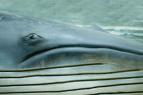 Sperm whale up close