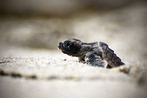 Leatherback sea turtle hatching