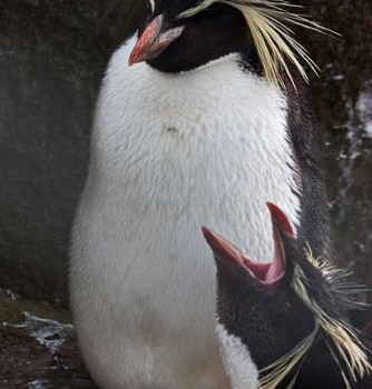 Nightingale Island Oil Spill and Northern Rockhopper Penguins – A Story of Environmental Recovery