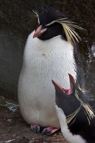 Nightingale Island Oil Spill and Northern Rockhopper Penguins – A Story ...
