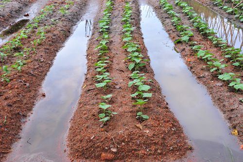 Vegetable farming with irrigation