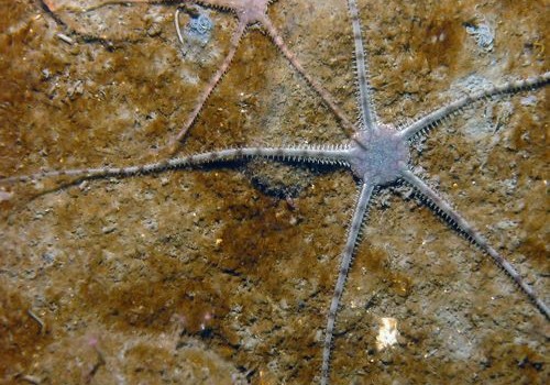 Brittle Star Walks on Two Legs