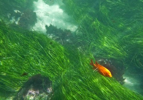 Seagrass Meadows Store Carbon Better Than Trees