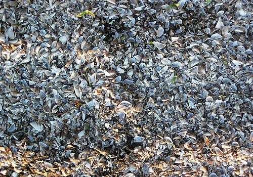 A Use for Zebra Mussels – Making Beaches