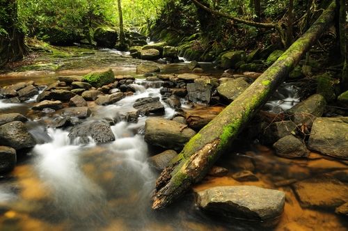 Forest stream in Sri Lanka