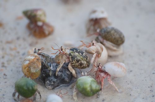 Moving on Up—Hermit Crabs, Vacancy Chains, and the Bigger Picture