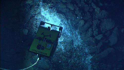 Hardy Species Hitch a Ride from Deep Sea Vent
