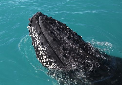 Humpback Whale near Australia