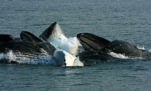 Humpback Whales Stay Longer in Antarctic Waters
