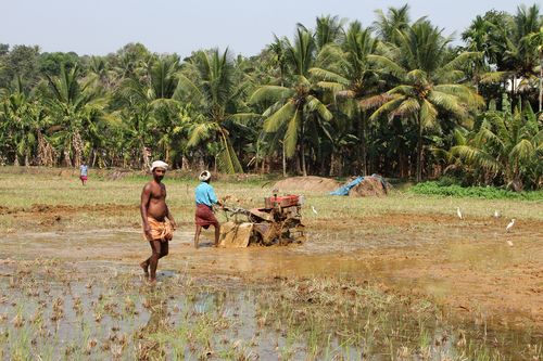 Rice Farming in India