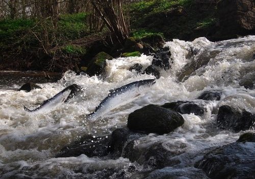 Salmon in a waterfall