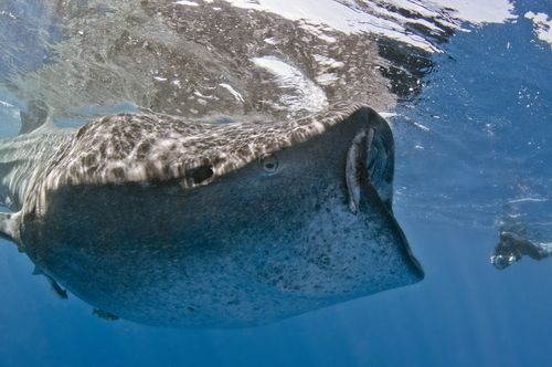 Tagging Whale Sharks with Pet IDs