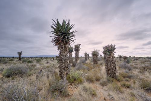 Aloes in the Karoo
