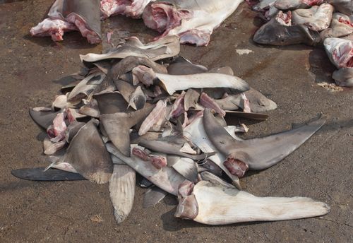 EU Considers Ban on Shark Finning