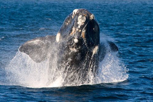 Southern Right Whale Breaching