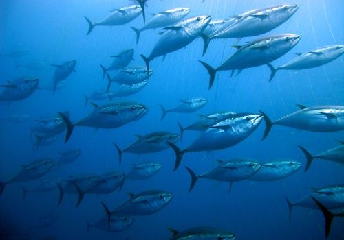 Bluefin Tuna Numbers Are Up