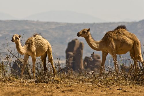 Camels in the Somali Desert