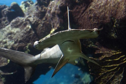 Electrifying Weights May Save Endangered Hammerhead Sharks