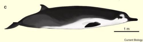 Spade-toothed Beaked Whale