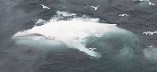 White Whale Spotted Off Coast of Norway