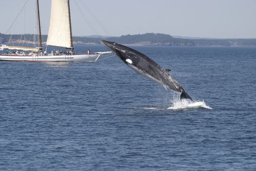 New Zealand, Australia Sue to Stop Japanese Whaling